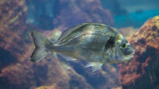 Slaba novica za ljubitelje školjk: požrešne ribe so v slovenskem morju pojedle večino letine