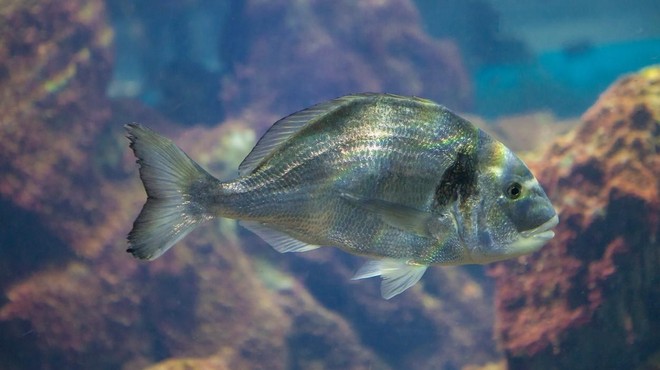 Slaba novica za ljubitelje školjk: požrešne ribe so v slovenskem morju pojedle večino letine (foto: Profimedia)