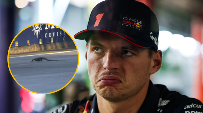 VIDEO: Dirkače formule 1 med vožnjo presenetil živalski vsiljivec, Max Verstappen se je z njim srečal iz oči v oči (foto: Profimedia/Twitter/Formula 1/fotomontaža)