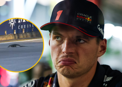 VIDEO: Dirkače formule 1 med vožnjo presenetil živalski vsiljivec, Max Verstappen se je z njim srečal iz oči v oči