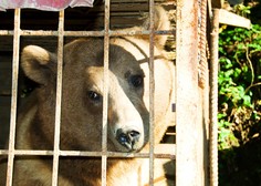 Nesprejemljivo ravnanje: medveda Balooja v kletki mučijo že 23 let!