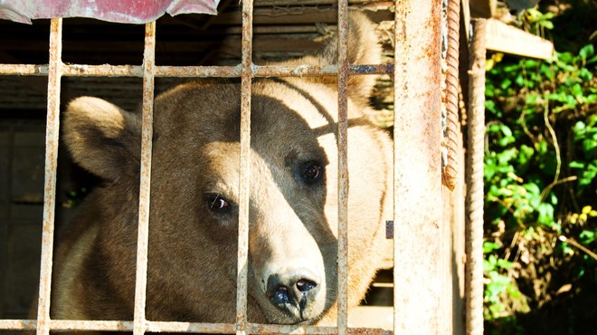 Nesprejemljivo ravnanje: medveda Balooja v kletki mučijo že 23 let! (foto: Profimedia)