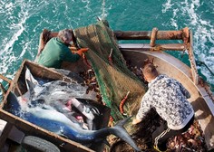 Nedopustno ravnanje ribičev na Jadranu: ujeli strogo zaščitenega morskega psa, nato pa …