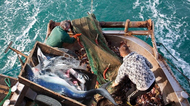 Nedopustno ravnanje ribičev na Jadranu: ujeli strogo zaščitenega morskega psa, nato pa … (foto: Profimedia/fotomontaža)