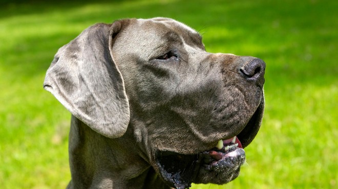 Za mavrico je odšel Zeus, eden najbolj znanih psov na svetu (foto: Profimedia)