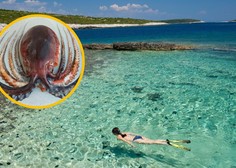 V Jadranskem morju ujeli žival, ki spominja na hobotnico (vendar to ni)