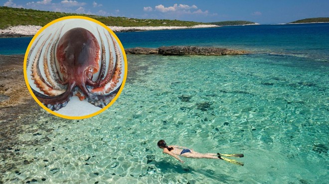 V Jadranskem morju ujeli žival, ki spominja na hobotnico (vendar to ni) (foto: Profimedia/Facebook/Rino Stanić/fotomontaža)