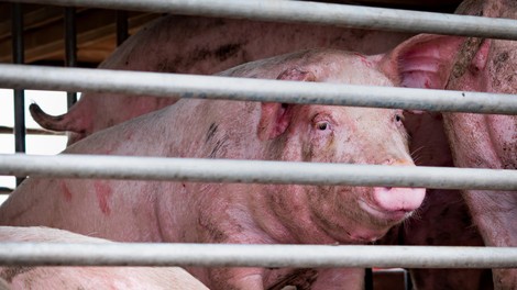 Potrdili prvi primer nevarne bolezni, slovenske oblasti na nogah