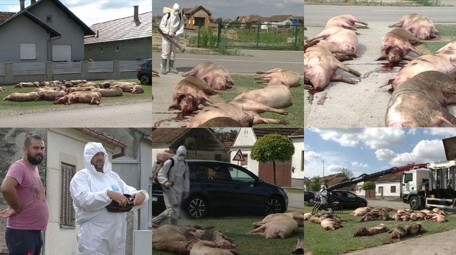 V Slavoniji ob cesti leži več kot 40 mrtvih svinj: "Na koga naj se obrnemo? Nihče ne stoji za kmeti!" (foto: Dnevnik.hr/posnetek zaslona)