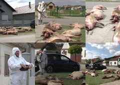 V Slavoniji ob cesti leži več kot 40 mrtvih svinj: "Na koga naj se obrnemo? Nihče ne stoji za kmeti!"
