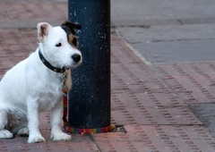 V boj za živali: neprimerno ravnanje bo po novem kaznivo dejanje, zagrožene ostre zaporne kazni