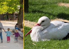 V ljubljanskem živalskem vrtu potrdili ptičjo gripo: kaj to pomeni za obiskovalce?
