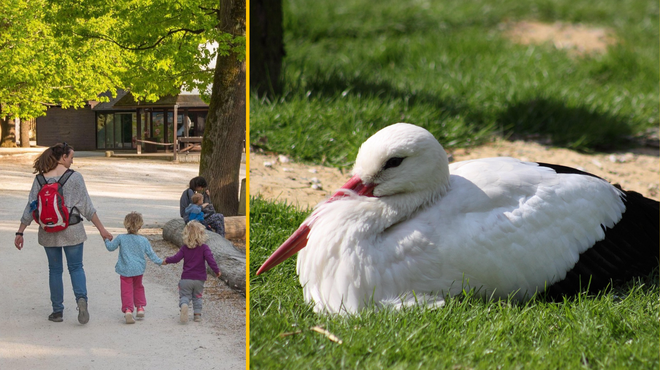 V ljubljanskem živalskem vrtu potrdili ptičjo gripo: kaj to pomeni za obiskovalce? (foto: Profimedia/fotomontaža)