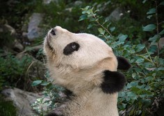 Orjaške pande, ki živijo v živalskih vrtovih, najverjetneje trpijo za ...