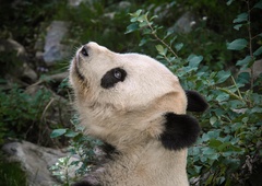 Orjaške pande, ki živijo v živalskih vrtovih, najverjetneje trpijo za ...