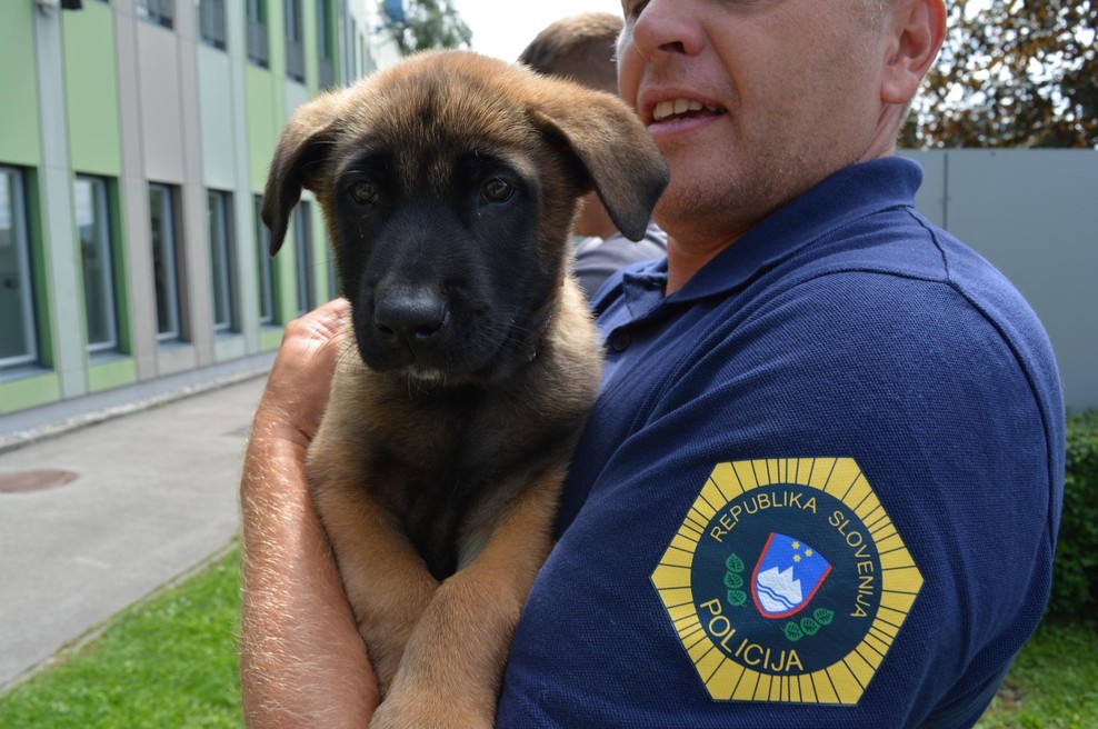 Slovenska policija ima nove sodelavce: poglejte te prikupne male kepice (FOTO) (foto: Slovenska policija/FB)