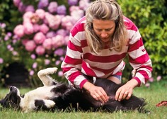 Resna grožnja: kako vašega psa zaščititi pred bolhami in preprečiti hude težave?