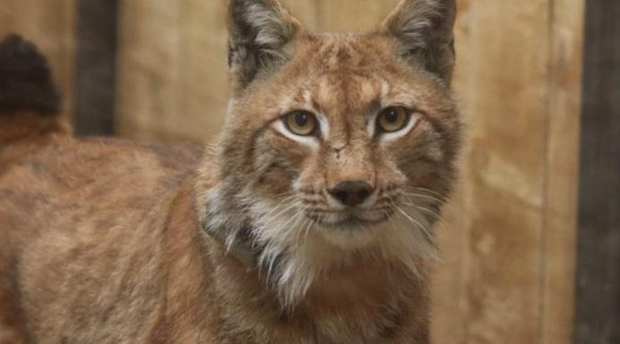 Kakšno je življenje prvega priseljenega risa v Slovenijo? Ne boste verjeli tej novici (foto: Life Lynx / spletna stran)