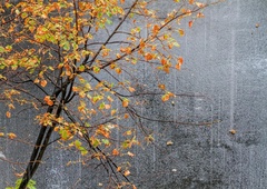 Drugo polovico tedna bo zaznamovalo oblačno vreme s padavinami (ponekod se lahko za kratek čas pojavijo tudi sončni žarki)