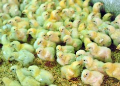 Raziskovalcem je uspelo neverjetno: razumejo govorico piščancev