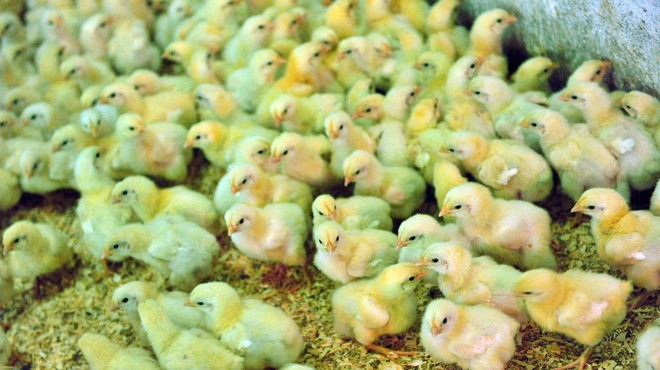 Raziskovalcem je uspelo neverjetno: razumejo govorico piščancev (foto: Srdjan Zivulovic/Bobo)