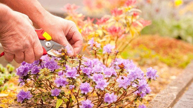 10 rastlin, ki jih jeseni ne smete obrezovati (to napako počne marsikdo) (foto: Profimedia)