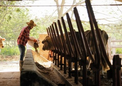 Ali sprejeta novela zakona o zaščiti živali res pomeni napad na kmete in podeželje (ali gre za strankarsko zavajanje)?