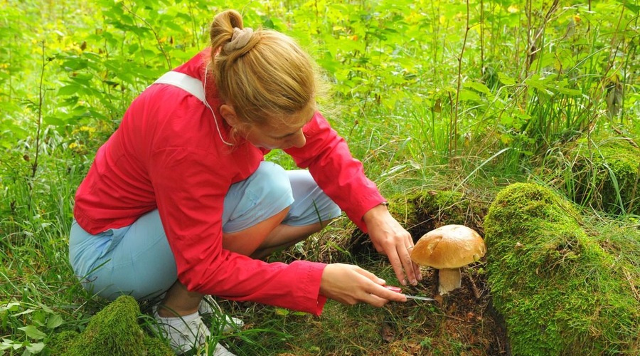 Sezona gob: pravila gobarjenja, ki jih ne smete prezreti (foto: Profimedia)