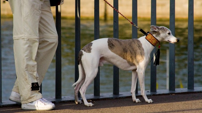 To je povodec za psa, ki povzroči daleč največ nesreč (zelo verjetno je, da ga imate doma) (foto: Profimedia)
