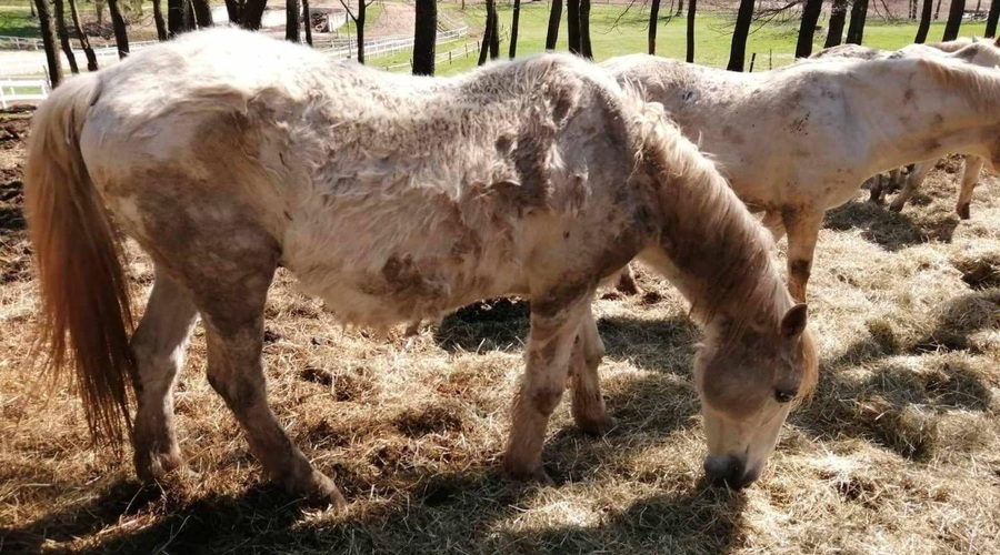 Kobilarna Lipica na udaru kritik: očita se ji zanemarjanje odsluženih lipicancev (FOTO in VIDEO) (foto: Facebook/Iztok Humar)