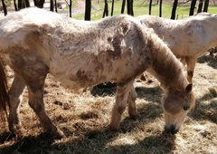 Kobilarna Lipica na udaru kritik: očita se ji zanemarjanje odsluženih lipicancev (FOTO in VIDEO)