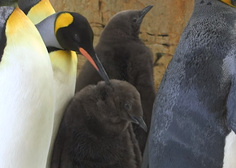 Veliko navdušenje v živalskem vrtu: izvalili so se prikupni mladički kraljevega pingvina (VIDEO)