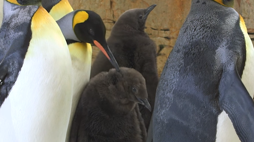 Veliko navdušenje v živalskem vrtu: izvalili so se prikupni mladički kraljevega pingvina (VIDEO)