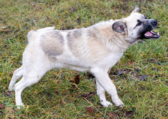 Pretresljiv prizor v Pomurju: pes napadel in pomoril čredo ovac