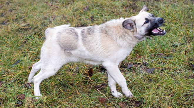 Pretresljiv prizor v Pomurju: pes napadel in pomoril čredo ovac (foto: Profimedia)