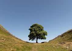 Neverjetno: celotno Združeno kraljestvo na nogah zaradi … drevesa!