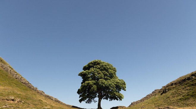 Neverjetno: celotno Združeno kraljestvo na nogah zaradi … drevesa! (foto: Profimedia)