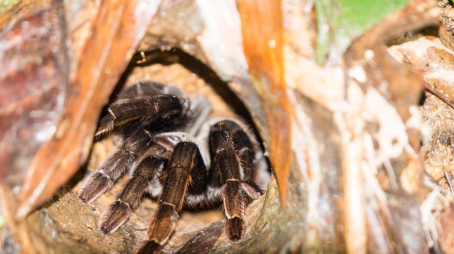 Odkrili novo vrsto pajka s prav posebno lastnostjo (ni za tiste s fobijo) (foto: Profimedia)