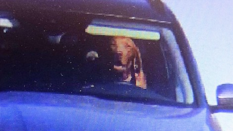 Saj ni res, pa je: policijski radar za volanom avtomobila ujel psa