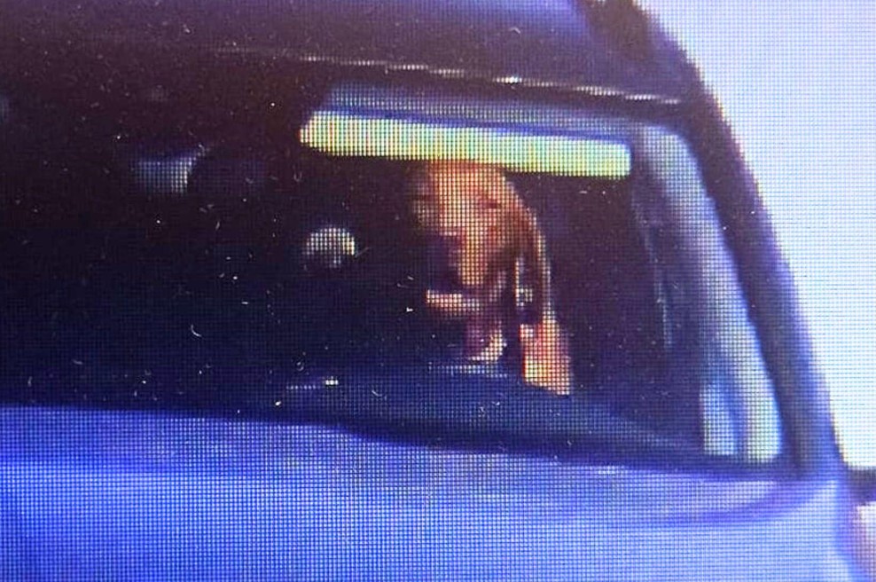 Saj ni res, pa je: policijski radar za volanom avtomobila ujel psa (foto: Facebook/Polícia SR - Trnavský kraj)