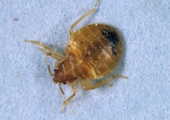 Stenice zavzele celotno mesto: našli so jih na javnem prevozu, bolnišnicah, letališču ...