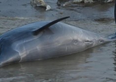 Žalosten prizor: našli več kot sto trupel delfinov, krivo je ...