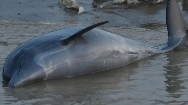 Žalosten prizor: našli več kot sto trupel delfinov, krivo je ... (foto: Instagram/andrezumak)