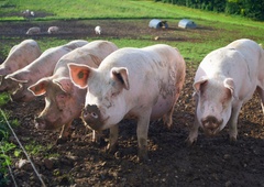 Zaradi povečanega tveganja za vnos afriške prašičje kuge obvezna postavitev ograj (velja za celotno Slovenijo)