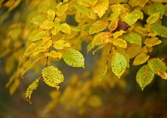 Poletje nas še ni zapustilo: začetek oktobra bodo zaznamovale visoke temperature