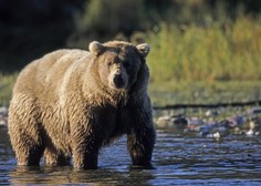 Tragično: v priljubljenem nacionalnem parku medved ubil dva izletnika