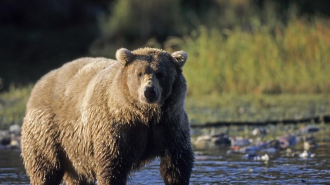 Tragično: v priljubljenem nacionalnem parku medved ubil dva izletnika (foto: Profimedia)