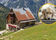 Incident v narodnem parku: psa čuvaja planinskega doma zabodel pohodnik