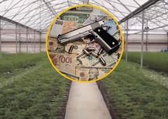 Inšpektorja, ki sta odkrila največji nasad marihuane v Evropi, trepetata: za njuno likvidacijo plačali po 500.000 evrov