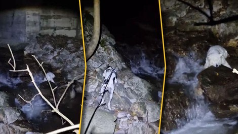 Filmsko iskanje slepe psičke in krik veselja, ko so jo zagledali v kanjonu: "Aleluja, našli smo jo!" (VIDEO)